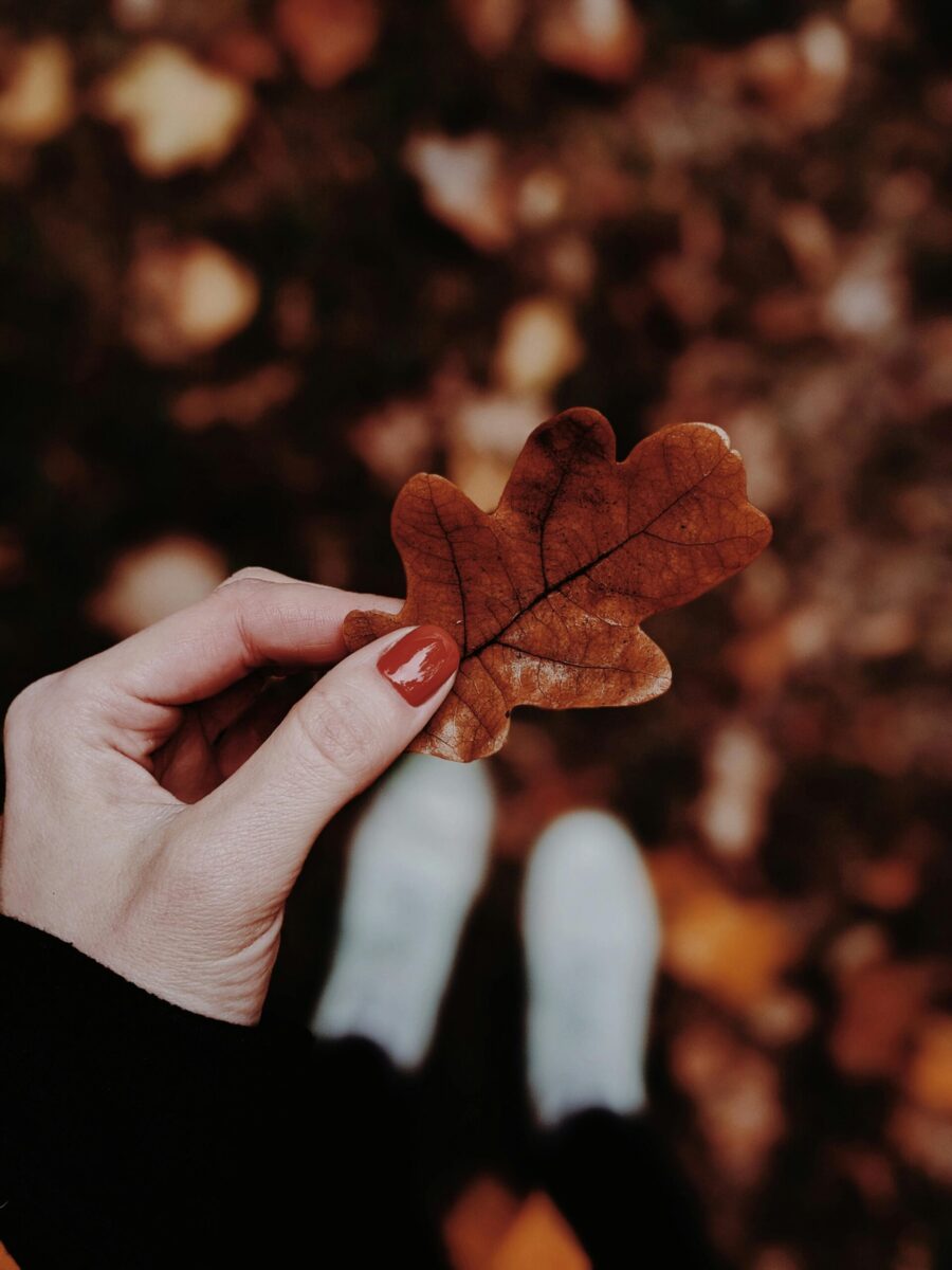 A close-up of a hand holding an oak leaf during autumn, showcasing fall colors.